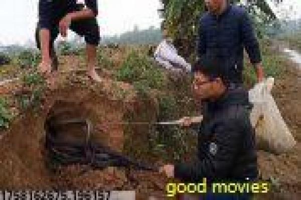 《新扎师兄》故事情节深度还原 - 新人警察成长的热血警匪对决